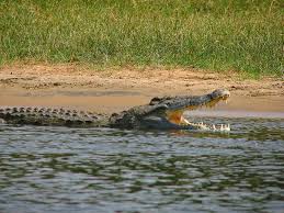 Nile crocodile